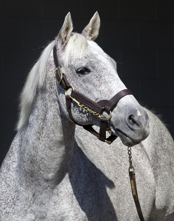 Catching up with Holy Bull